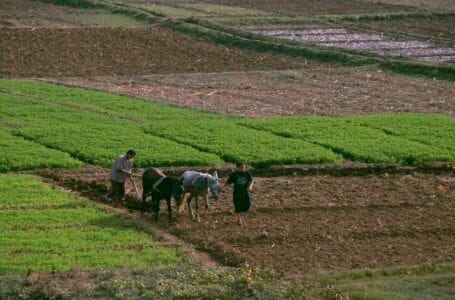 هل تُنقذ الأمطار الربيعية الموسم الفلاحي في المغرب؟