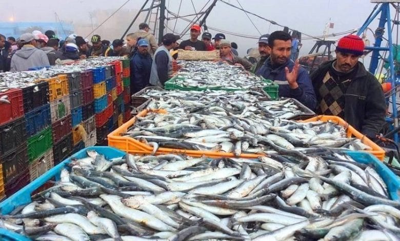صادرات المغرب من منتجات الصيد البحري سجلت رقما قياسيا بقيمة 28 مليار درهم سنة 2022