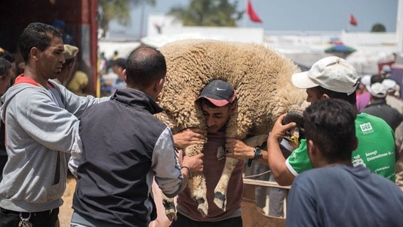 ألغاه الحسن الثاني ثلاث مرات.. لماذا يطالب المغاربة بإلغاء عيد الأضحى هذا العام؟