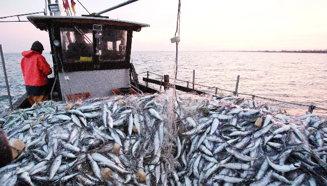  ارتفاع قيمة منتجات الصيد الساحلي والتقليدي المسوقة بـ19 في المائة في يناير