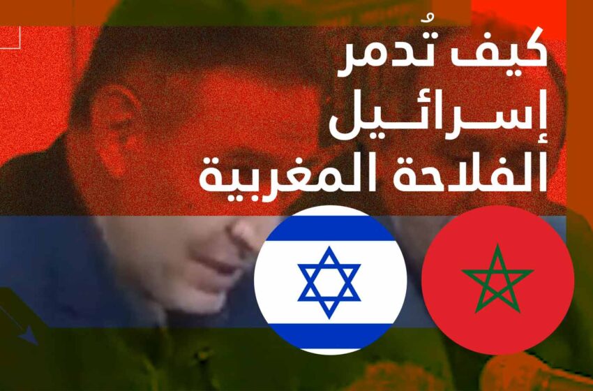  أستاذ جامعي: 80 بالمائة من بذور الخضروات في المغرب أصلها إسرائيلي و”الاحتلال” يُدمر الفلاحة المغربية+ فيديو