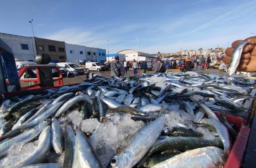 منع صيد السردين لسنة كاملة بسواحل العيون وطرفاية وطانطان – aljiha24 ...