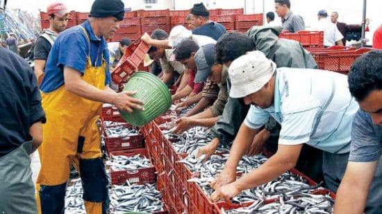مطالب برلمانية للحكومة بالتدخل للحد من الغلاء غير المبرر للأسماك والاحتكار واختلالات السوق