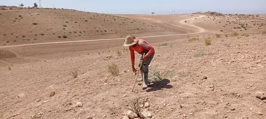  جريمة بيئية.. المكتب الشريف للفوسفاط يعدم آلاف أشجار الأركان بآسفي المصنفة لدى الأمم المتحدة