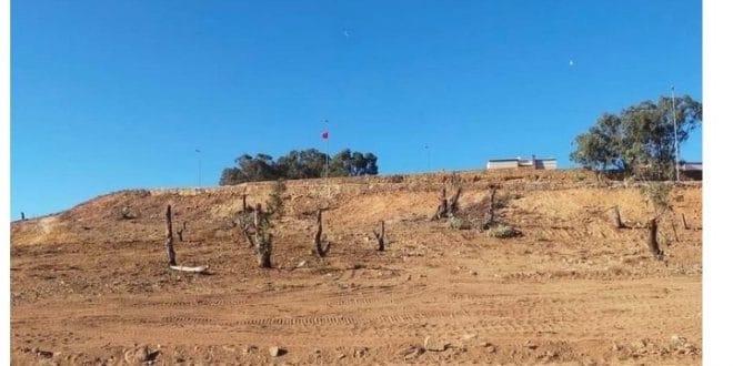 الرئيس السابق لمجلس آسفي يمثل لأول مرة أمام المحكمة في قضية اجتثاث أشجار الأكاليبتوس بسيدي بوزيد