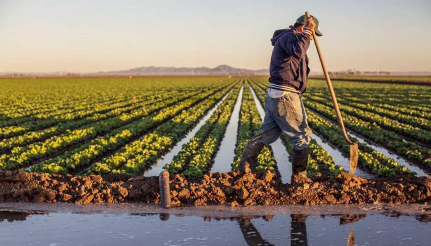 انتعاشة فلاحية تلوح في آسفي بعد تساقطات قياسية وارتفاع المساحات المزروعة