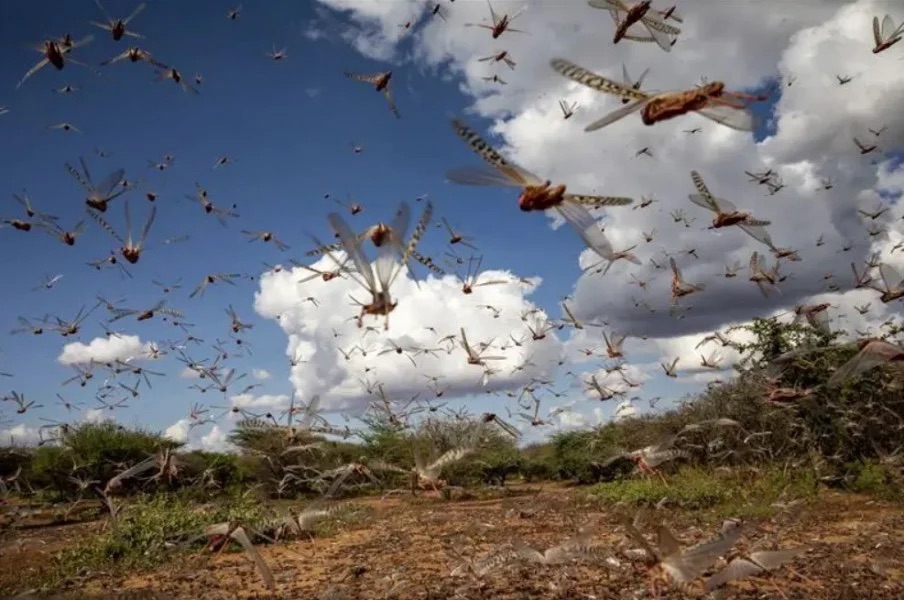 منظمة الأغذية والزراعة تدق ناقوس الخطر… بوادر عودة الجراد إلى المغرب